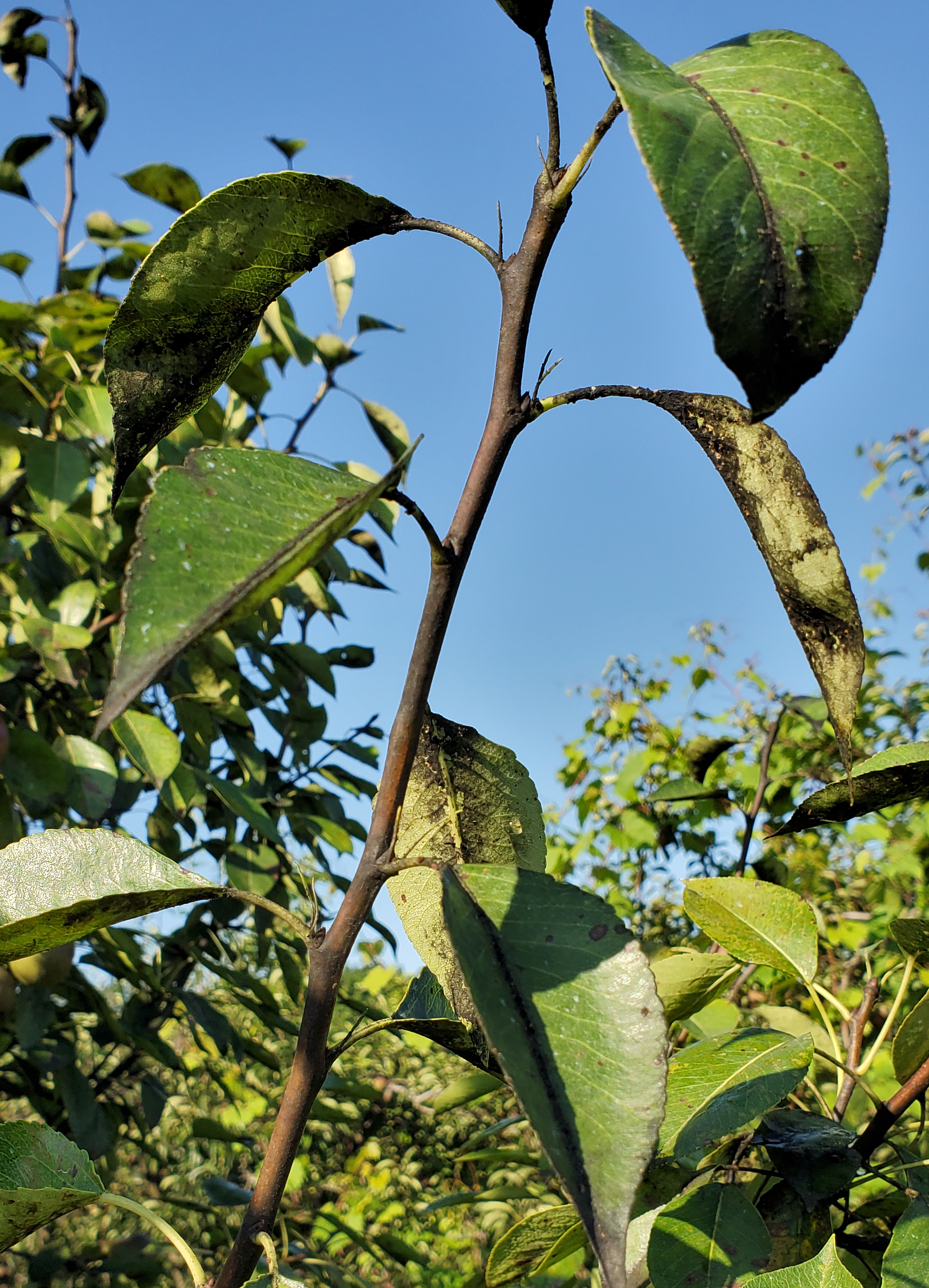 Sooty mold on pears.